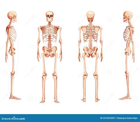 Set of Skeleton Human Front Back Side View with Two Arm Poses Ventral ...