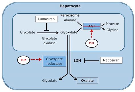 Kidney and Dialysis | An Open Access Journal from MDPI