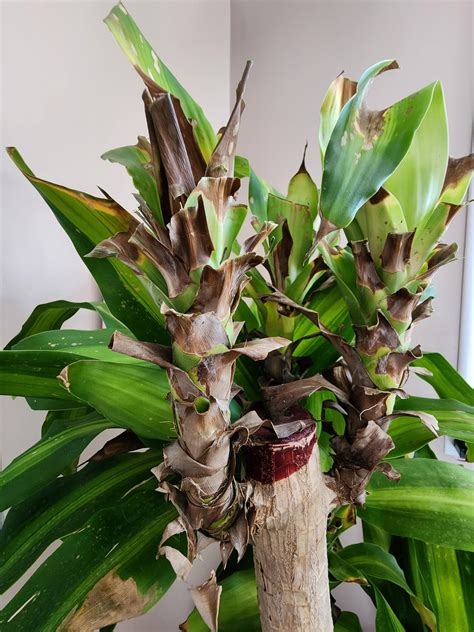 Help! Why does my corn plant keep yellowing/browning? : r/plants