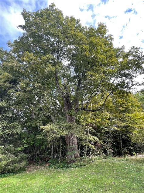 Very old sugar maple : r/arborists