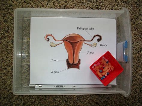 Image result for Reproductive System Baby