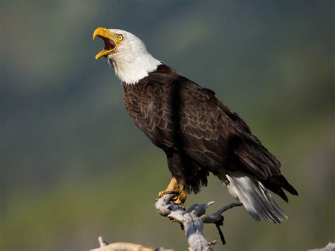 Bison Humans 的图像结果