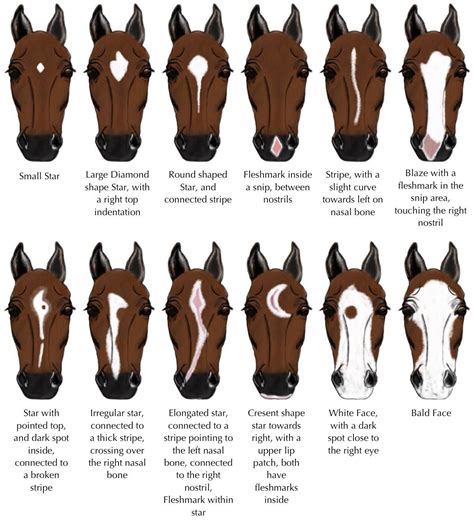 Horse Face Patterns