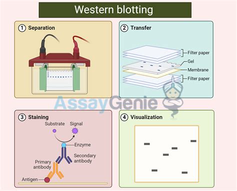 Understanding Blotchy Western Blots: Causes and Remedies - Assay Genie