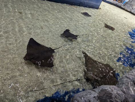 Blue Zoo Aquarium Oklahoma City: Information, Tickets and Reviews