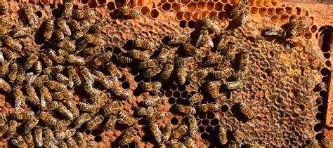 Segmentation Visualization Stack Overflow 的图像结果