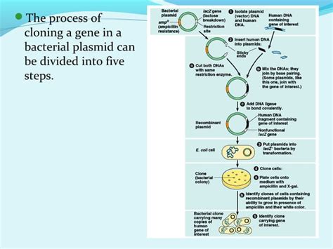 Cloning 的图像结果