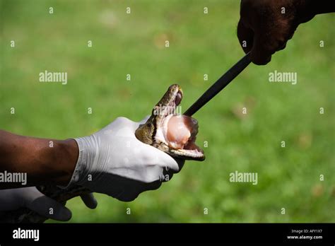 Image result for Python Snake Feeding