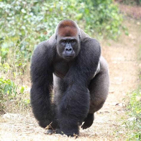Houston Zoo debuts new gorilla exhibit for media and zoo members