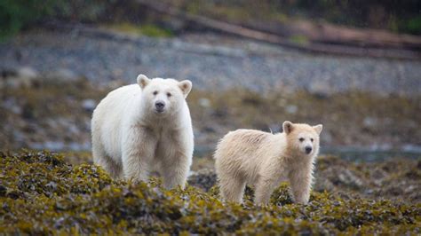 Oso espíritu: claves genéticas y protección del oso negro de pelaje blanco