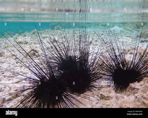 Underwater view of black sea urchin with long spikes in the Bora Bora ...