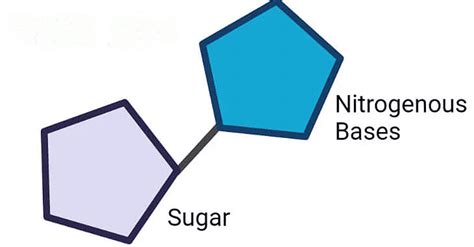 The DNA and pacakaging of DNA Helix - Biology Class 12 - NEET PDF Download