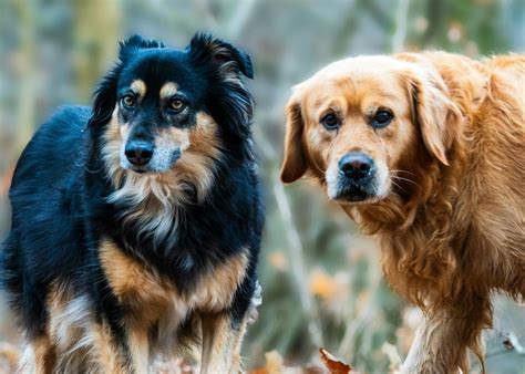 Animals 的图像结果