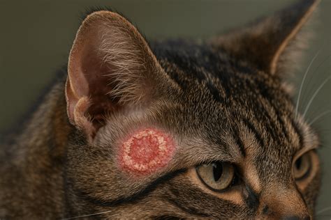 Ringworm on Cats Ears: Best 7 Expert Tips!