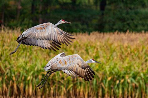 What Birds Migrate In Michigan at Lucinda Mckellar blog