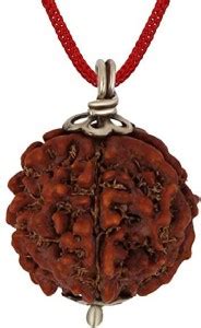 UROOH 5 Mukhi Nepali Rudraksha Panch Mukha Five Face Mantr Wood Price ...