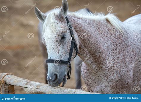 Horse Grinds His Teeth on a Tree Close-up Stock Image - Image of teeth, scratch: 296427509