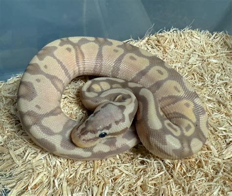 Pastel Banana Ball Python
