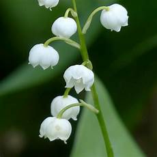 mughetto significato dei fiori i fiori pi 249 belli per un matrimonio silviadeifiori mughetto significato dei fiori i fiori pi 249 belli per un matrimonio silviadeifiori