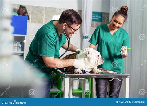 Veterinarian and Assistant in Vet Clinic at Work. Stock Image - Image ...