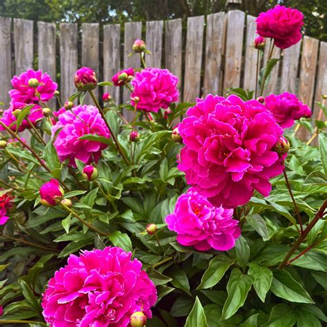 Paeonia Karl Rosenfield