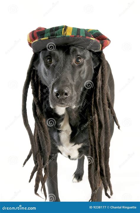 Dog With Dreadlocks