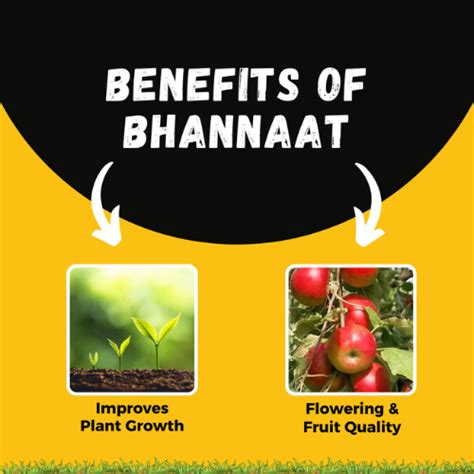 KATYAYANI BHANNAAT | PLANT GROWTH REGULATOR