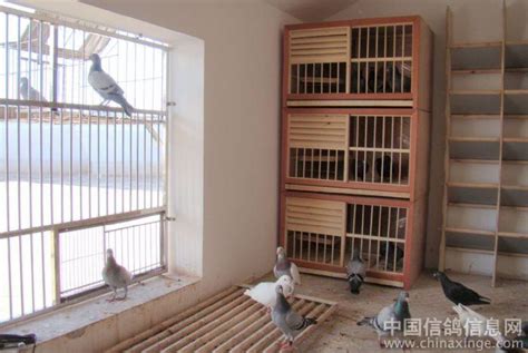 纯个人设计的鸽舍--中国信鸽信息网相册