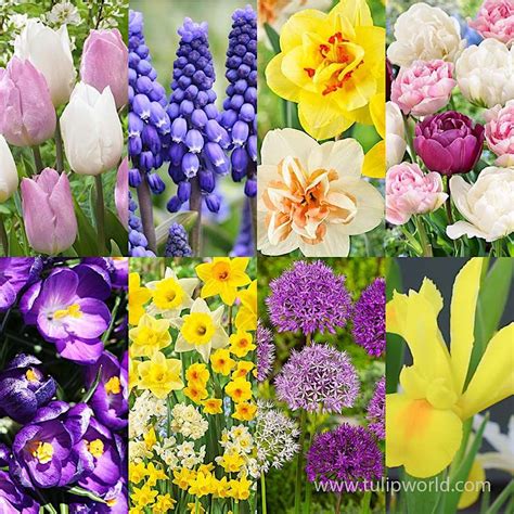 Plant a Bulb Lasagna Pot!, Hazel Dell Community Park, Northeast 68th ...