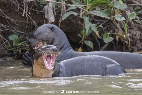 Giant-River-Otters-001 | Big Fish Expeditions