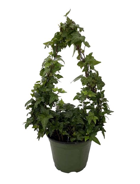 Triangle Topiary English Ivy - Hedera - 6" Pot with Trellis - Great ...