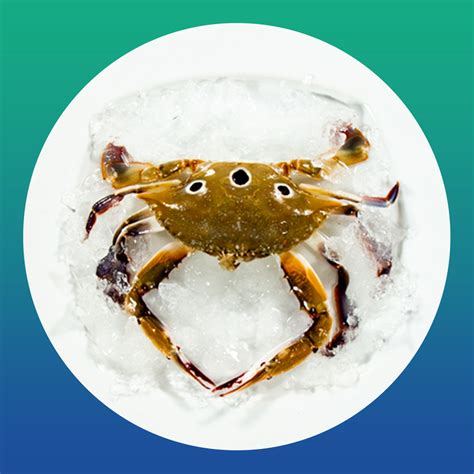 Crabs & Squids – FreshKatch