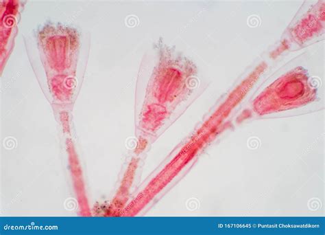 Obelia Hydroid
