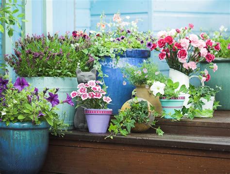 Top Border Flowers to Brighten Up Your Porch