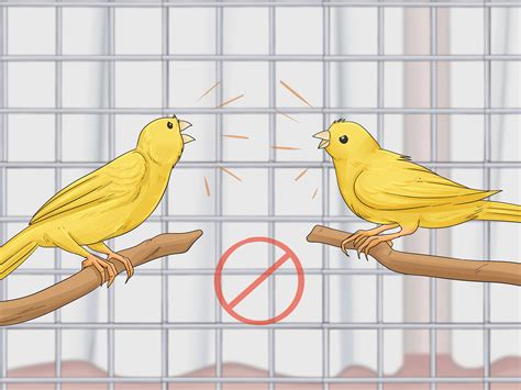 Image result for Canary Training Tips