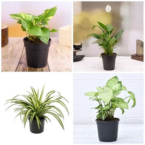 Buy Best 4 plants to Kill Indoor Pollution online from Nurserylive at ...
