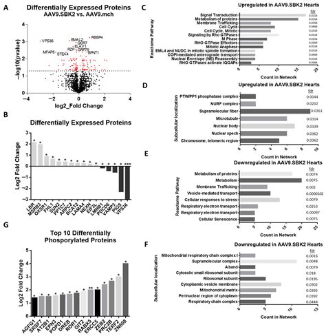 Mass Spectrometry and 3D Modeling Indicate the SBK2 Kinase ...