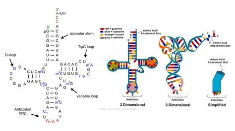Transfer-messenger RNA (tmRNA) - Definition, Structure, Properties ...