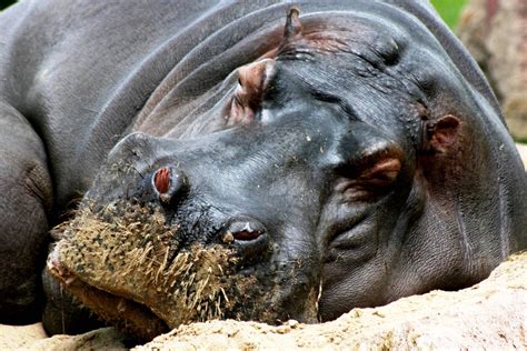 hippopotamus | Hippopotamus, Animals beautiful, Animals