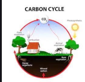 With the help of a labelled diagram show the cycling of carbon in ...