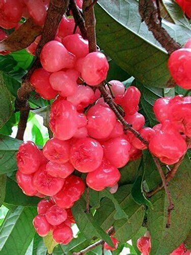 Creative Farmer Live Fruit Plants Red Chambakka Dwarf Wax Apple Fruit ...