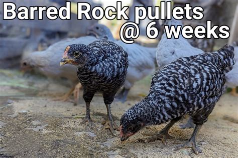 BarredRockpullets.PORTRAIT~3.jpg | BackYard Chickens - Learn How to ...