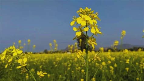 aphid sawfly लाही आरामक्खी - सरसों के फूल में फलियां नहीं बन रहीं, या ...