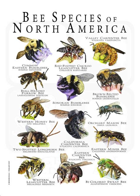 Bee Species of North America Poster Print | Types of bees, Bee, Bee ...