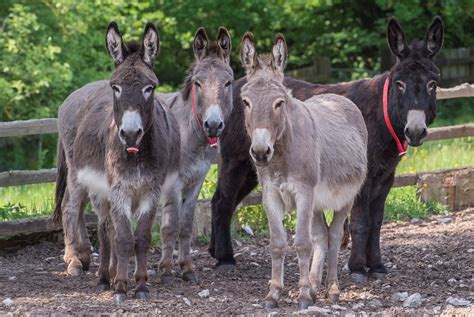 Global equine experts gather to create a better future for donkeys ...