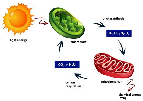 Metabolism — lesson. Science CBSE, Class 10.