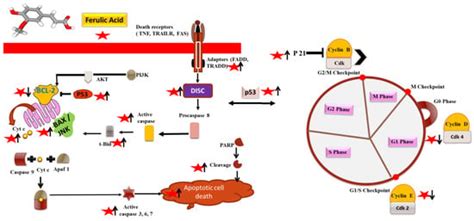 Ferulic Acid: A Natural Phenol That Inhibits Neoplastic Events through ...