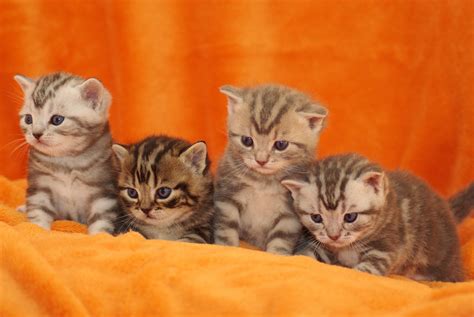 BKH Tabby Katerchen in Bendorf | Tiere | Kleinanzeigen