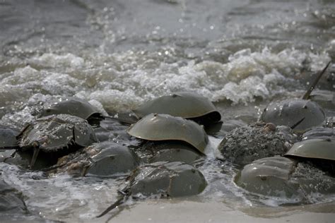 Horseshoe crabs are critical to shorebird – and human – survival – South Jersey Climate News