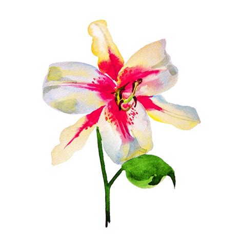 Image result for Floral Pattern High Resolution